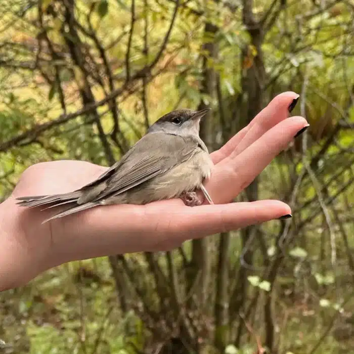 Photo of a young male blackcap bird on someone's hand
