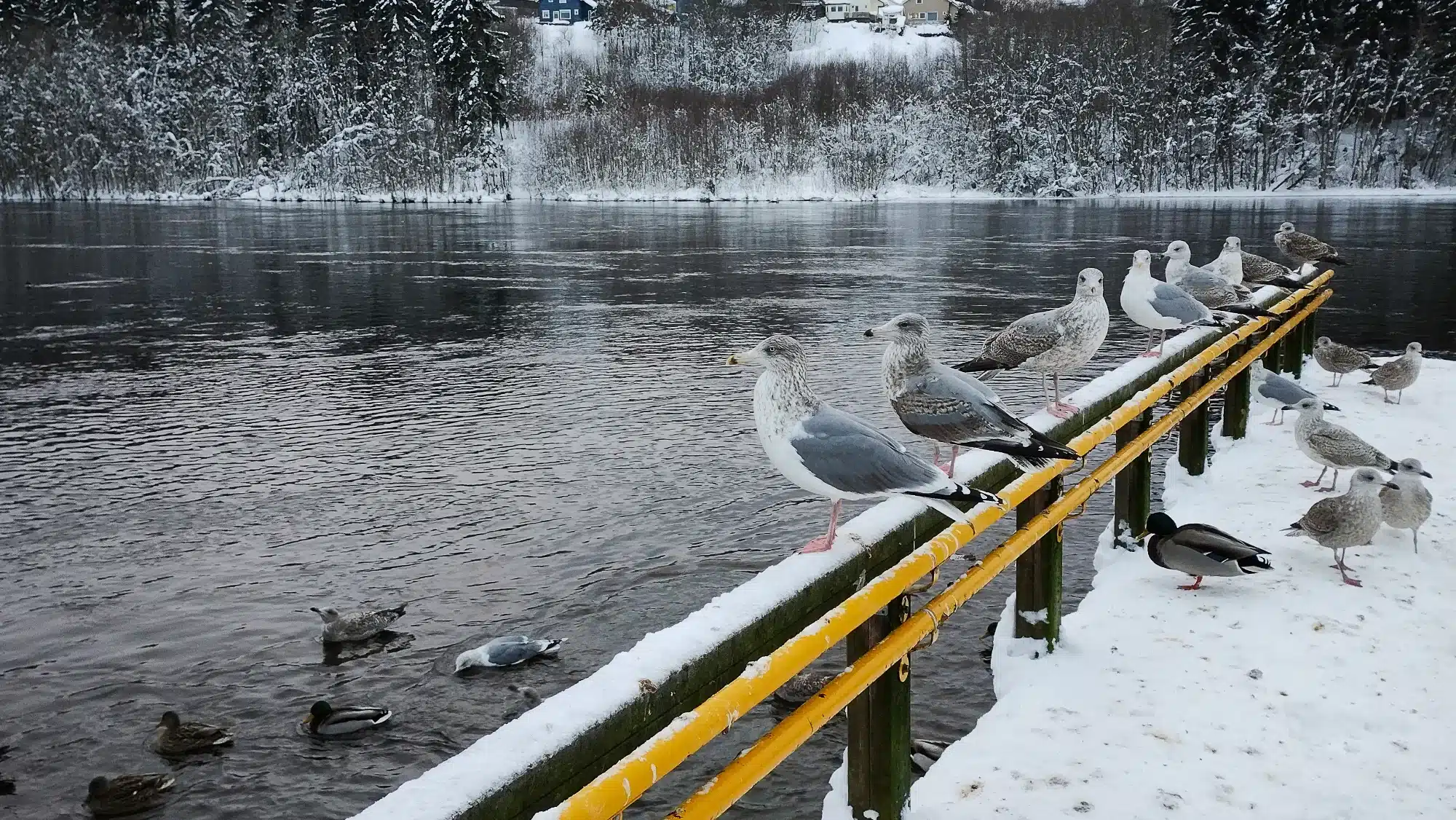 Photo of seagulls perched on a barrier by water
