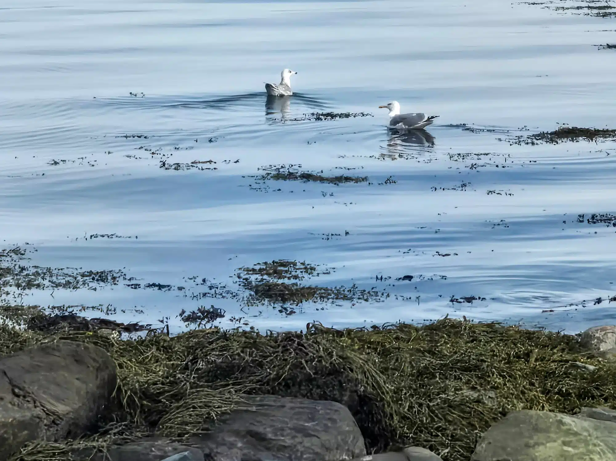 Herring gulls at Rotvoll shore during low tide