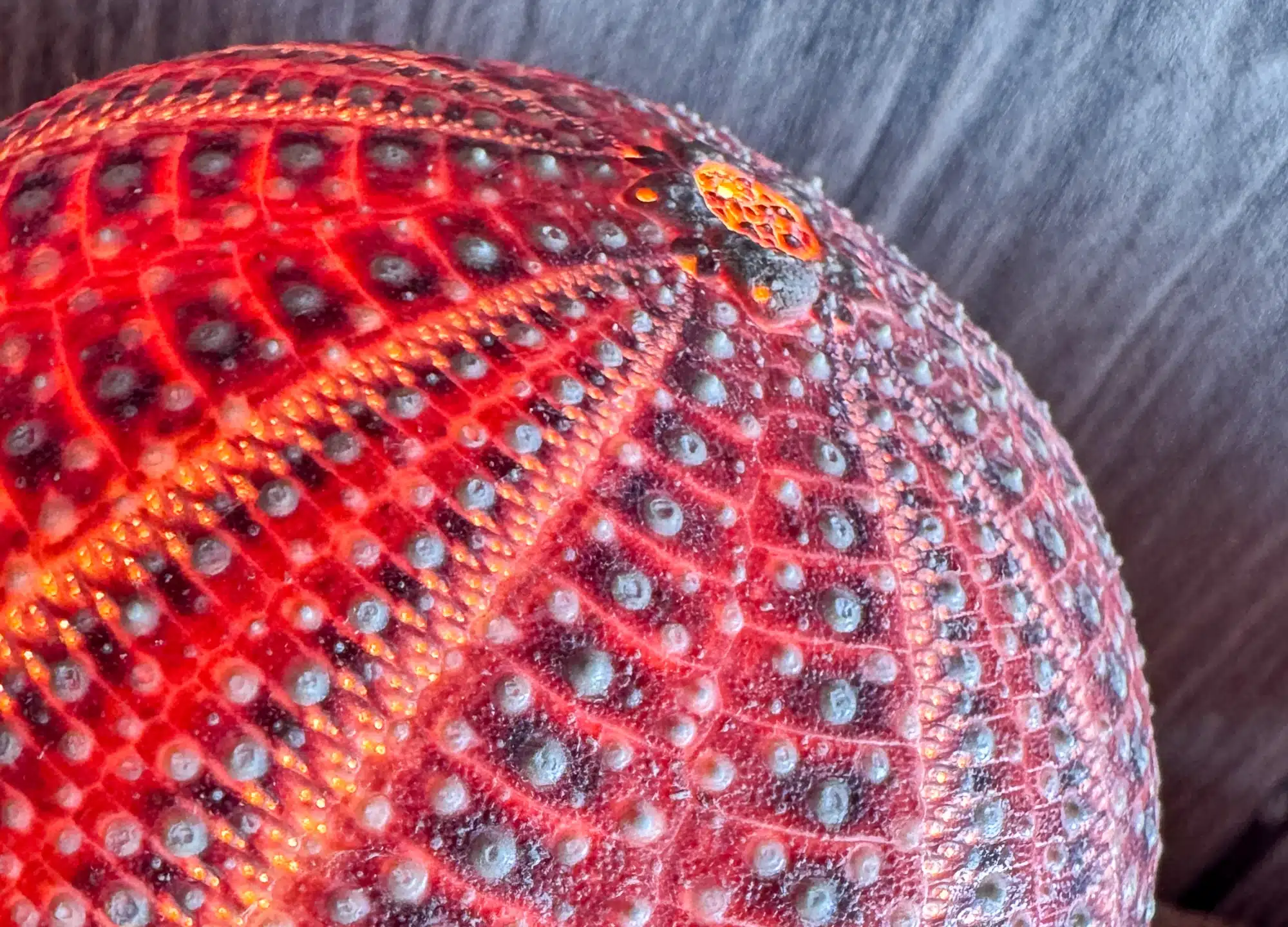 Abstract image of a red ball